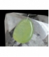 Colgante rodado plano jade plata(5ud)